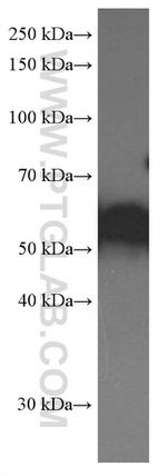 Apolipoprotein H Antibody in Western Blot (WB)