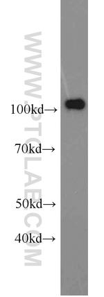 PMS2 Antibody in Western Blot (WB)