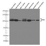 PMS2 Antibody in Western Blot (WB)