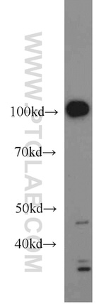 PMS2 Antibody in Western Blot (WB)