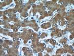 TTL Antibody in Immunohistochemistry (Paraffin) (IHC (P))