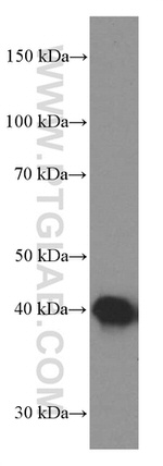 TTL Antibody in Western Blot (WB)