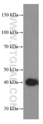 TTL Antibody in Western Blot (WB)