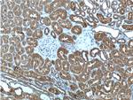 TELO2 Antibody in Immunohistochemistry (Paraffin) (IHC (P))