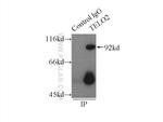 TELO2 Antibody in Immunoprecipitation (IP)