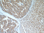 TELO2 Antibody in Immunohistochemistry (Paraffin) (IHC (P))