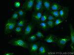 IFITM2/3 Antibody in Immunocytochemistry (ICC/IF)