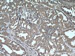 IFITM2/3 Antibody in Immunohistochemistry (Paraffin) (IHC (P))