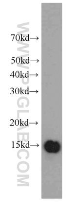 IFITM2/3 Antibody in Western Blot (WB)