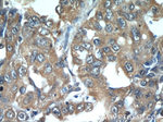 IFITM2/3 Antibody in Immunohistochemistry (Paraffin) (IHC (P))