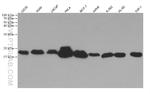 IFITM2/3 Antibody in Western Blot (WB)