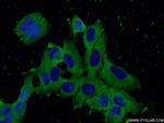 CISD2 Antibody in Immunocytochemistry (ICC/IF)