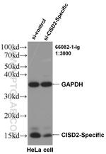 CISD2 Antibody in Western Blot (WB)