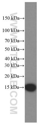 CISD2 Antibody in Western Blot (WB)