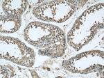 CISD2 Antibody in Immunohistochemistry (Paraffin) (IHC (P))