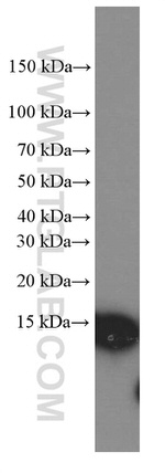 CISD2 Antibody in Western Blot (WB)