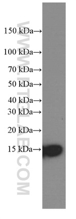 CISD2 Antibody in Western Blot (WB)