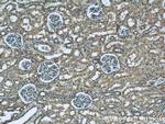 Serum amyloid P component Antibody in Immunohistochemistry (Paraffin) (IHC (P))