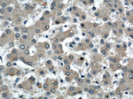 Serum amyloid P component Antibody in Immunohistochemistry (Paraffin) (IHC (P))