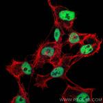 HDAC1 Antibody in Immunocytochemistry (ICC/IF)