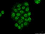 HDAC1 Antibody in Immunocytochemistry (ICC/IF)