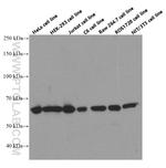 HDAC1 Antibody in Western Blot (WB)