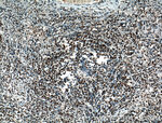 HDAC1 Antibody in Immunohistochemistry (Paraffin) (IHC (P))