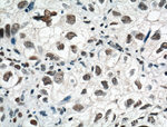 HDAC1 Antibody in Immunohistochemistry (Paraffin) (IHC (P))