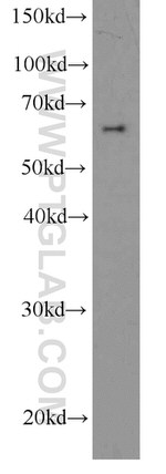 HDAC1 Antibody in Western Blot (WB)