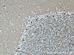 NCALD Antibody in Immunohistochemistry (Paraffin) (IHC (P))