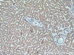 Factor XII Antibody in Immunohistochemistry (Paraffin) (IHC (P))