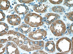 Factor XII Antibody in Immunohistochemistry (Paraffin) (IHC (P))