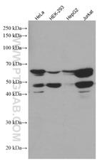 Caspase 8 Antibody in Western Blot (WB)