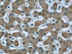 Caspase 8 Antibody in Immunohistochemistry (Paraffin) (IHC (P))