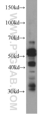 Caspase 8 Antibody in Western Blot (WB)