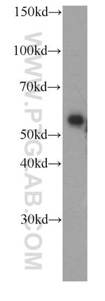 Fetuin-A Antibody in Western Blot (WB)