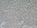 Fetuin-A Antibody in Immunohistochemistry (Paraffin) (IHC (P))