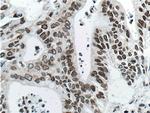 Lamin B1 Antibody in Immunohistochemistry (Paraffin) (IHC (P))