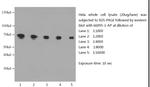 Lamin B1 Antibody in Western Blot (WB)