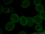 Lamin B1 Antibody in Immunocytochemistry (ICC/IF)