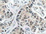 Lamin B1 Antibody in Immunohistochemistry (Paraffin) (IHC (P))