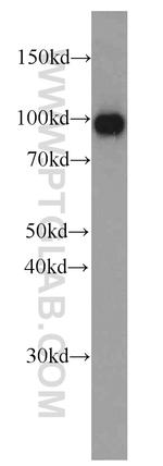 Villin Antibody in Western Blot (WB)