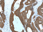 Villin Antibody in Immunohistochemistry (Paraffin) (IHC (P))