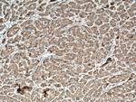 ORM1/2 Antibody in Immunohistochemistry (Paraffin) (IHC (P))