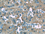 ORM1/2 Antibody in Immunohistochemistry (Paraffin) (IHC (P))