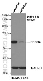 PDCD4 Antibody in Western Blot (WB)