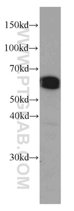 PDCD4 Antibody in Western Blot (WB)