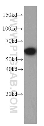 PDCD4 Antibody in Western Blot (WB)