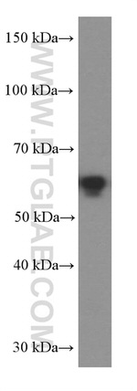 PDCD4 Antibody in Western Blot (WB)