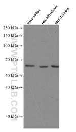 P4HA1 Antibody in Western Blot (WB)